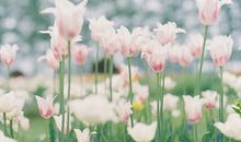 紫微精论2014甲午年运势解析：财运