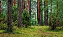 梦见有人上门提亲