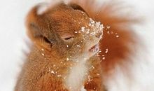 三方四正星座比例