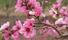 处女座初夏躲避烂桃花