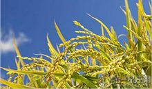 寒露的农事安排有哪些 该如何准备