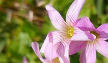 最不让人省心的星座伴侣