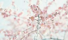 静电鱼本周星座运势（2012年3月25-31日）