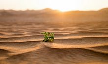 土鸡年是哪些年份