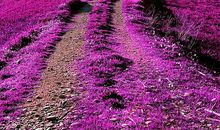 保加利亚 纳蒂娅.嘉珊本周星座运势（2012年3月19-25日）