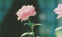 Alex十二星座运势（7.10—7.16）