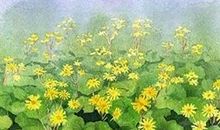 土星在第八宫或天蝎座