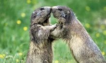 紫微十四主星女的处男情结指数