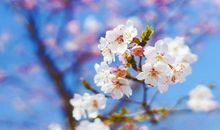 增加金牛座桃花运的秘诀