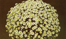 白羊座本周运势1月27日-2月2日