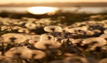 狂月今日星座运势（2017年12月21日）