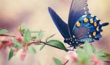 天秤座下周运势2014年2月16日～22日