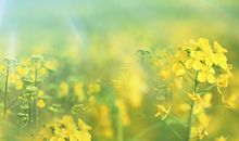 紫微十二宫——兄弟宫详解