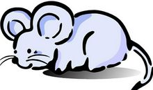 属鼠的年份，属鼠的出生年份