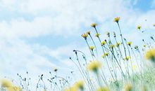 紫微十二宫——命宫详解