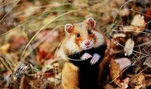 Geo老师摩羯座一周运势（8.5-8.11）