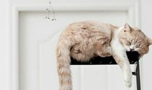 明月塔罗占卜2014年5月运势