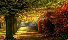 Alex十二星座运势（2.27—3.5）