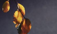 郑博士2019年10月31日生肖运势