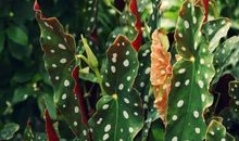 杀破狼本周星座运势2012年5月28—3日