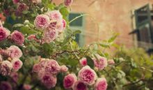 星语者Lucia双鱼座2018年2月运势