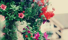 保加利亚嘉珊2017年6月星座运势