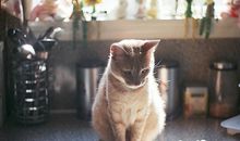 Alex摩羯座一周运势（3.12-3.18）