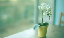 寂多蔓生一周星座运程（12.26-1.1）