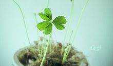 天秤座下周运势2014年2月9-15日