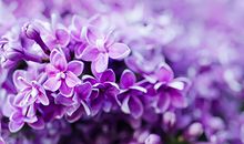 处女座2016年11月星座运势