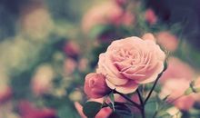 Alex星座运势2016年11月