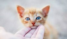 柒爸2018年2月射手座运势