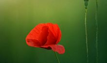 百变巫女一周星座运势（1.28-2.3）