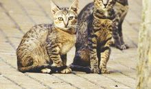 中州派四化科之紫微化科