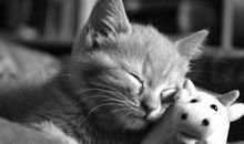 中州派四化科之武曲化科