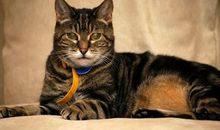 中州派四化科之太阳化科