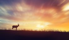 1957年属鸡的是什么命