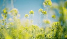 2018年命宫紫微星运势