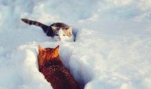 柒爸2018年2月天蝎座运势