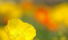 紫微斗数：四化能量是启动生命现象