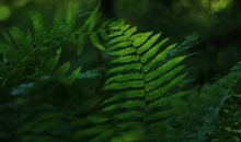 Alex狮子座一周运势（2.5-2.11）