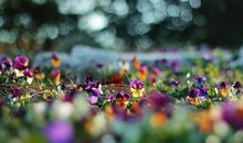 Alex巨蟹座一周运势（2.5-2.11）