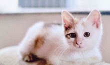 射手座下周运势2014年4月6日～2014年4月12日