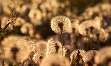 梦见蛇的各种预兆