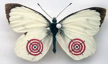 狮子座下周运势2014年2月16日～22日