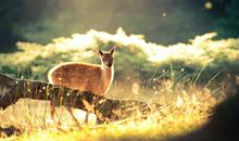 YAO叔狮子座一周运势（3.12-3.18）