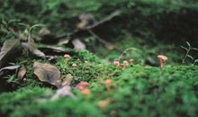 玛法达一周星座运势（4.10-4.16）