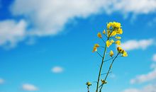 2018年命宫武曲星运势