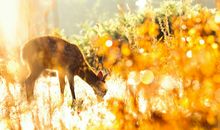 YAO叔巨蟹座一周运势（3.12-3.18）