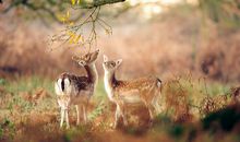 YAO叔处女座一周运势（3.12-3.18）